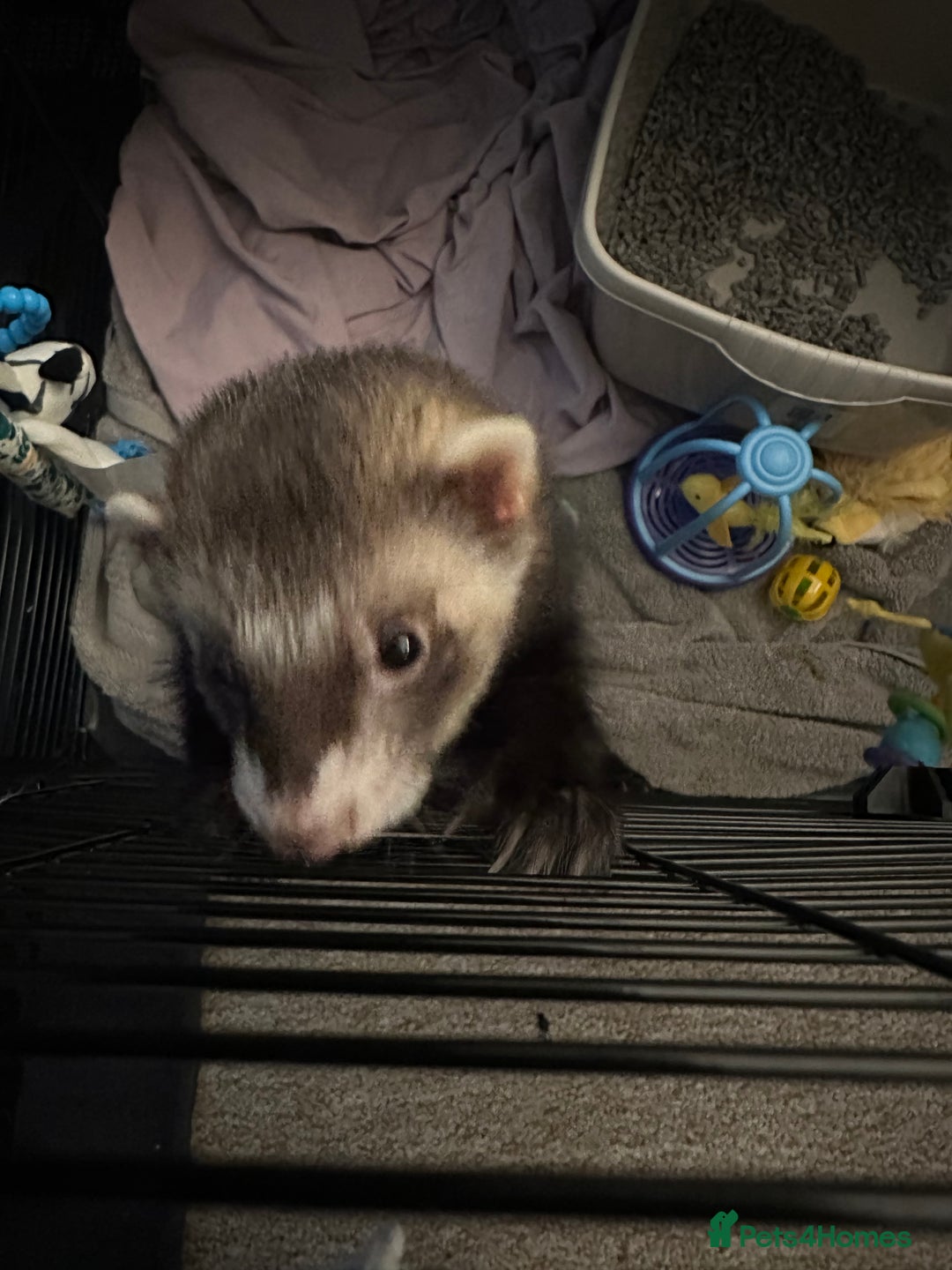 Ferret rodents for sale: 2 hob ferrets for sale - Image 2