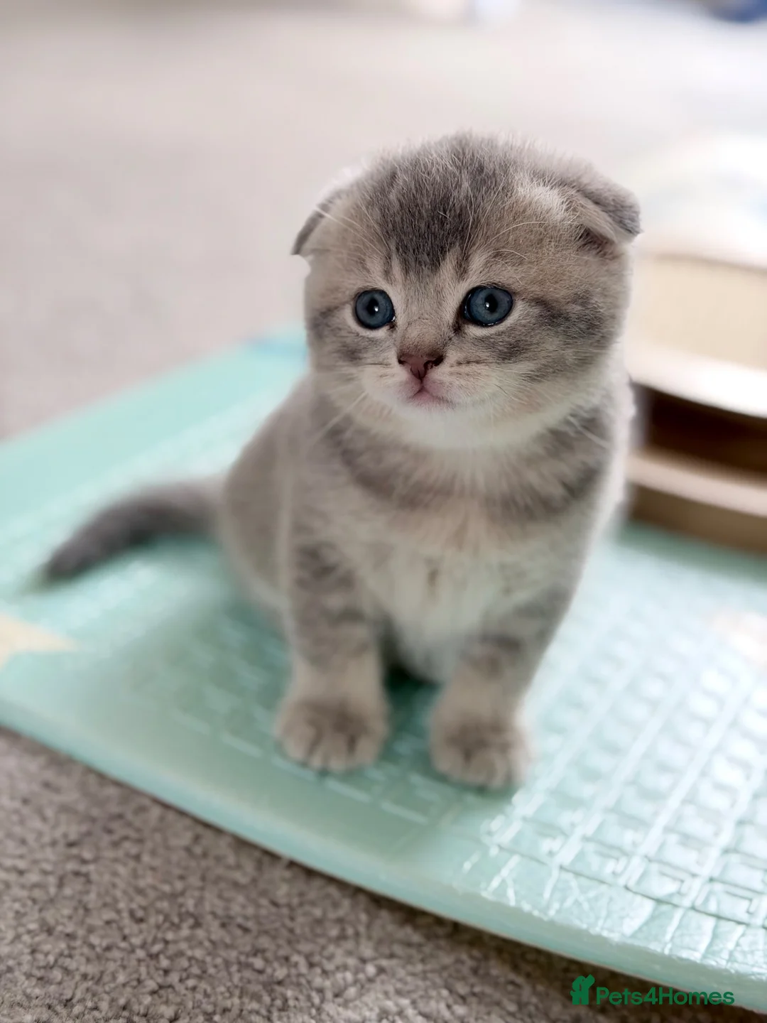 Scottish Fold cats for sale: Full Pedigree Beautiful Scottish Fold Kittens tica - Advert 1