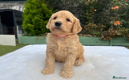 Labradoodle dogs for sale: F1 labradoodle  - Image 11