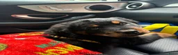 Rottweiler dogs for sale: Fluffy Rottweiler  - Advert 14