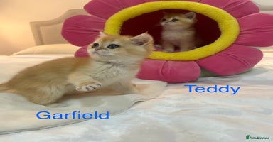 British Shorthair cats - Advert 1