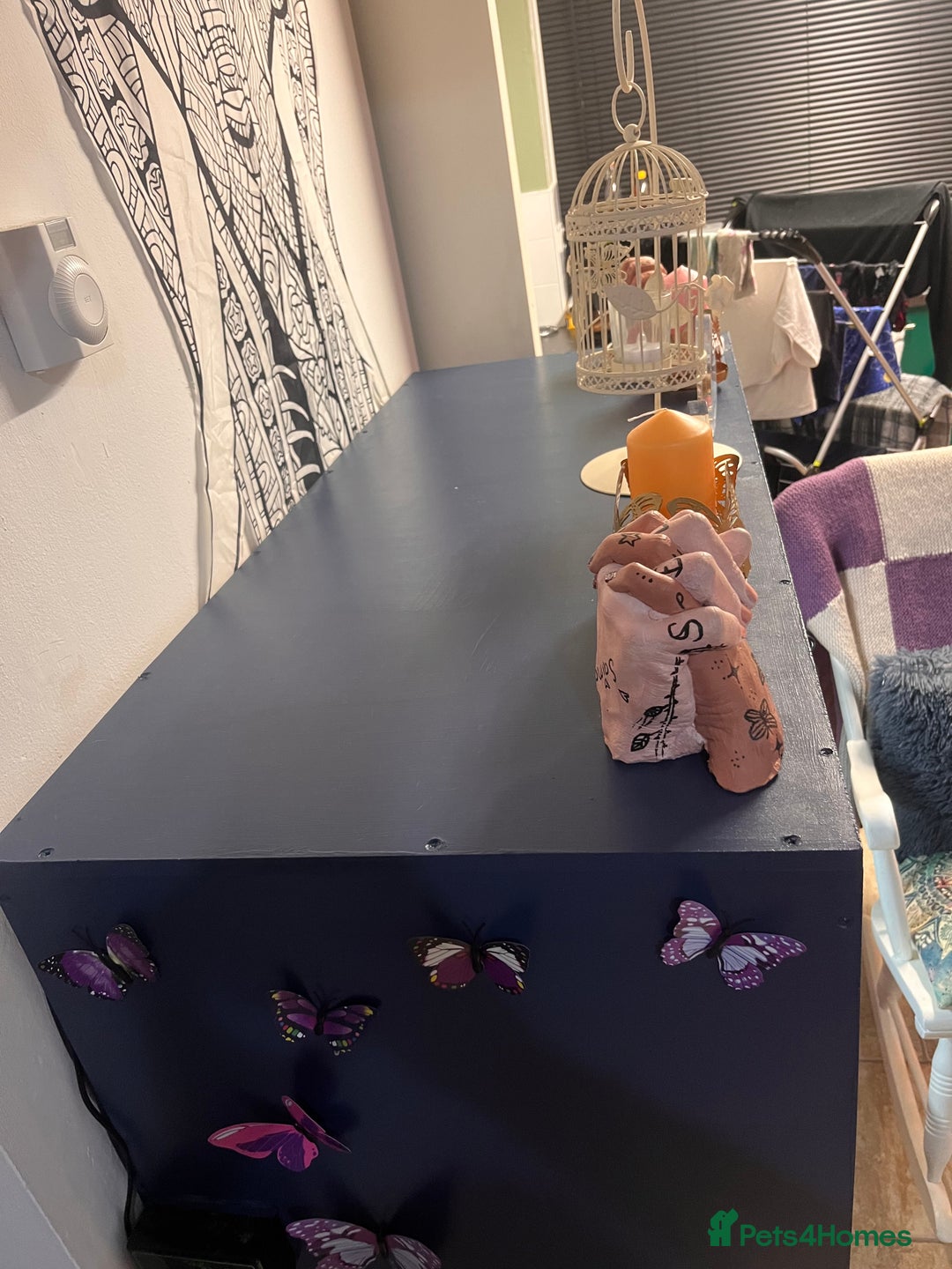 Python Snake reptiles for sale: PYTHON & 4ft VIV & ACCESSORIES  - Advert 4