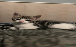 Mixed Breed cats for sale: Kittens for sale  - Image 4