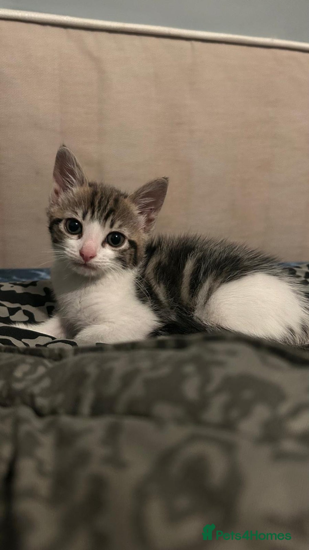 Mixed Breed cats for sale: Kittens for sale  - Image 4
