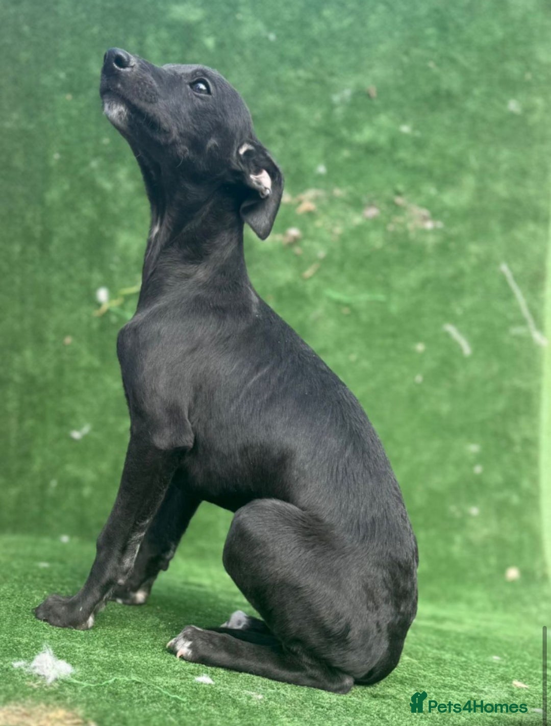 Whippet dogs for sale: Top quality whippet puppies - Image 20