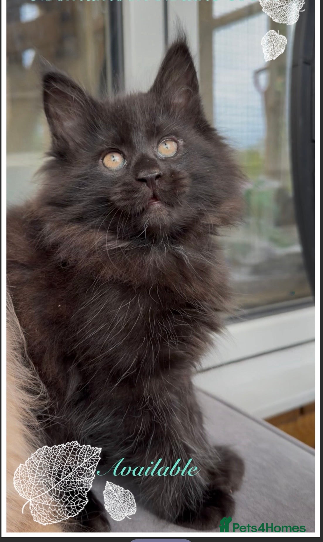 Maine Coon cats Beautiful GCCF reg Maine coon kittens for sale  - Advert 1