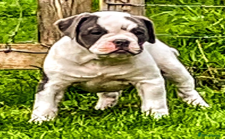 Olde English Bulldogge dogs - Advert 1