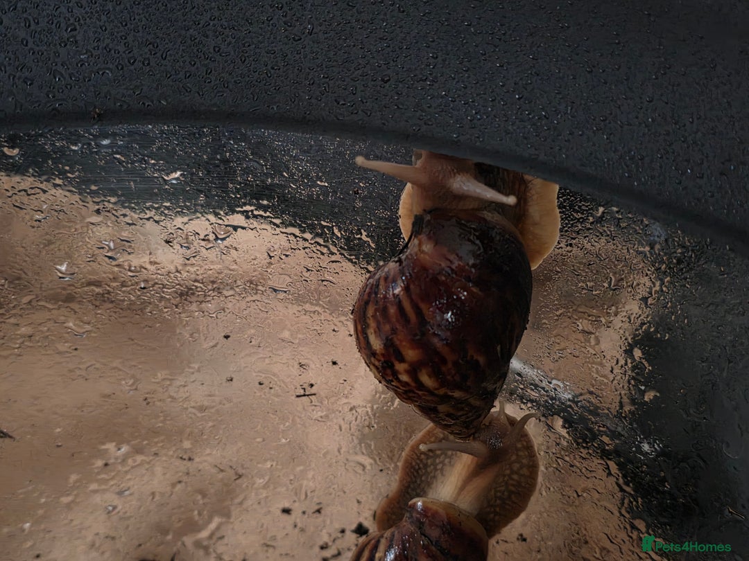 Snails invertebrates for sale: African land snails  - Image 5