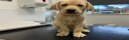 Labrador Retriever dogs for sale: Gorgeous Labrador puppies for sale - Advert 12