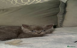 British Shorthair cats for sale: REDUCED!!! Stunning British Short Hair Kittens - Image 15