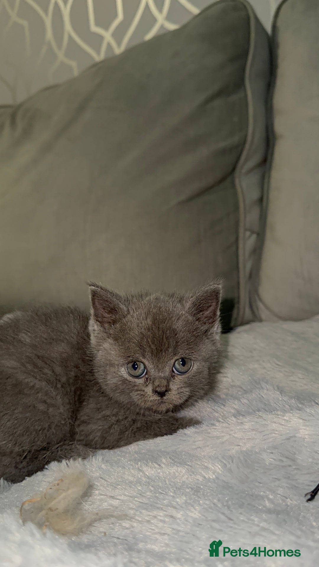 British Shorthair cats for sale: REDUCED!!! Stunning British Short Hair Kittens - Image 15