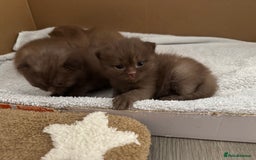 British Shorthair cats for sale: 🤎 British Shorthair Cinnamon Kittens🤎 - Image 12