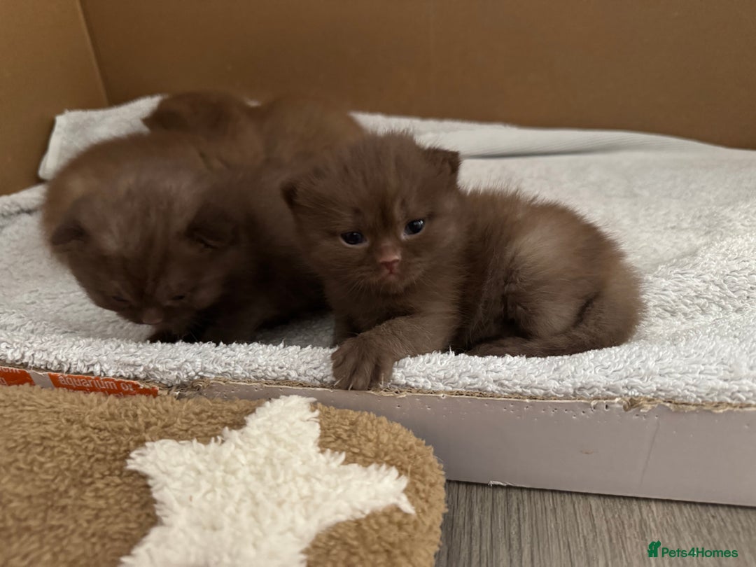 British Shorthair cats for sale: 🤎 British Shorthair Cinnamon Kittens🤎 - Image 12