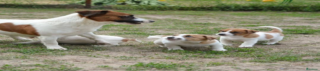 Jack Russell Puppy 6