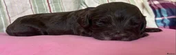 Cockapoo dogs for sale: F1b Beautiful Cockapoo puppies  - Advert 35