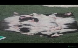 Mixed Breed cats for sale: Beautiful playful kittens  - Advert 1