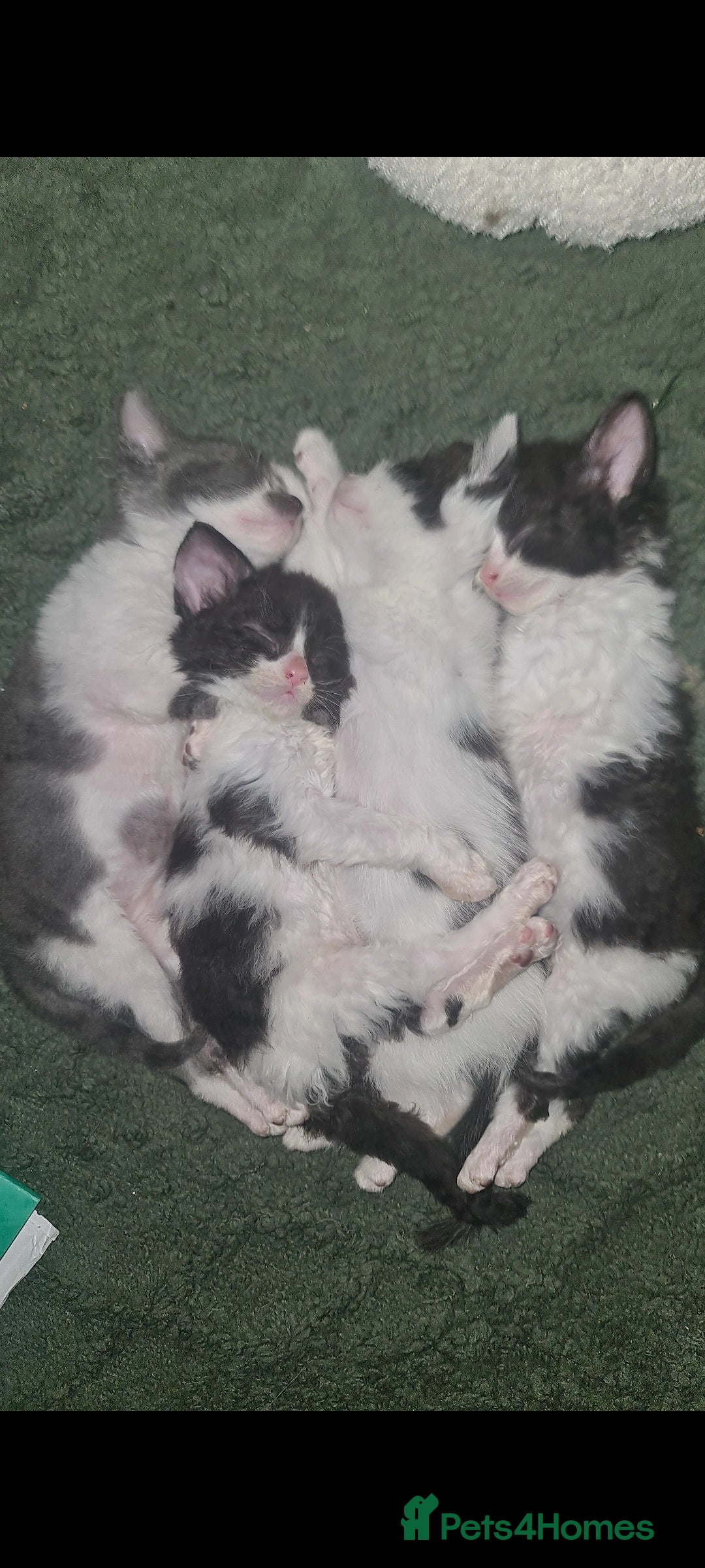 Mixed Breed cats for sale: Beautiful playful kittens  - Advert 1