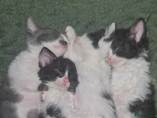 Mixed Breed cats Beautiful playful kittens - Advert 1