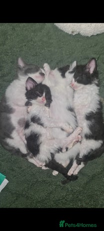 Mixed Breed cats Beautiful playful kittens - Advert 1
