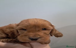 Cockapoo dogs for sale: 5* minature cockapoos - Image 8