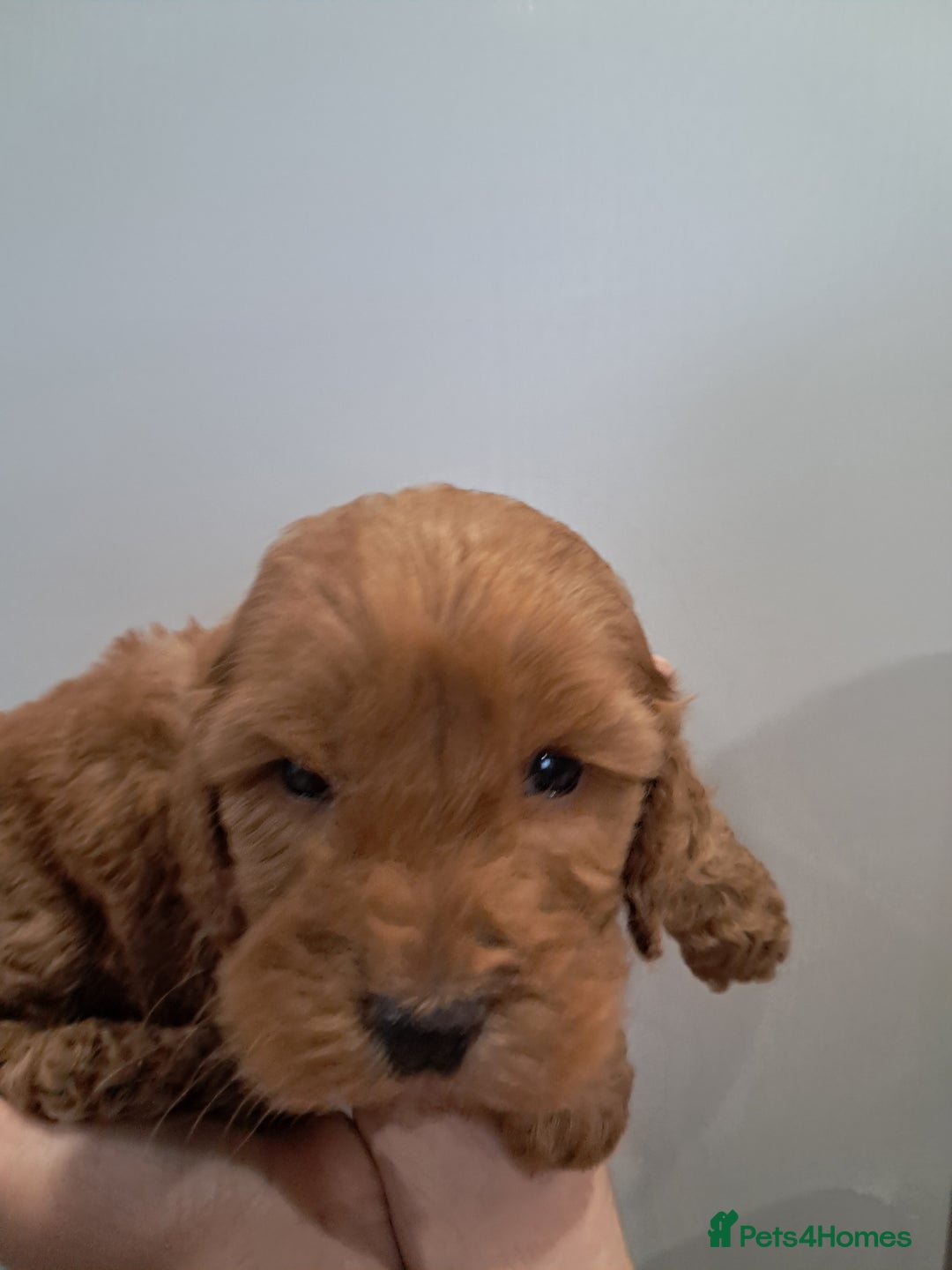 Cockapoo dogs for sale: 5* minature cockapoos - Image 8