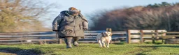 Labrador Retriever dogs for sale: KC Reg Labrador pups Working Traditional Chunky - Advert 37