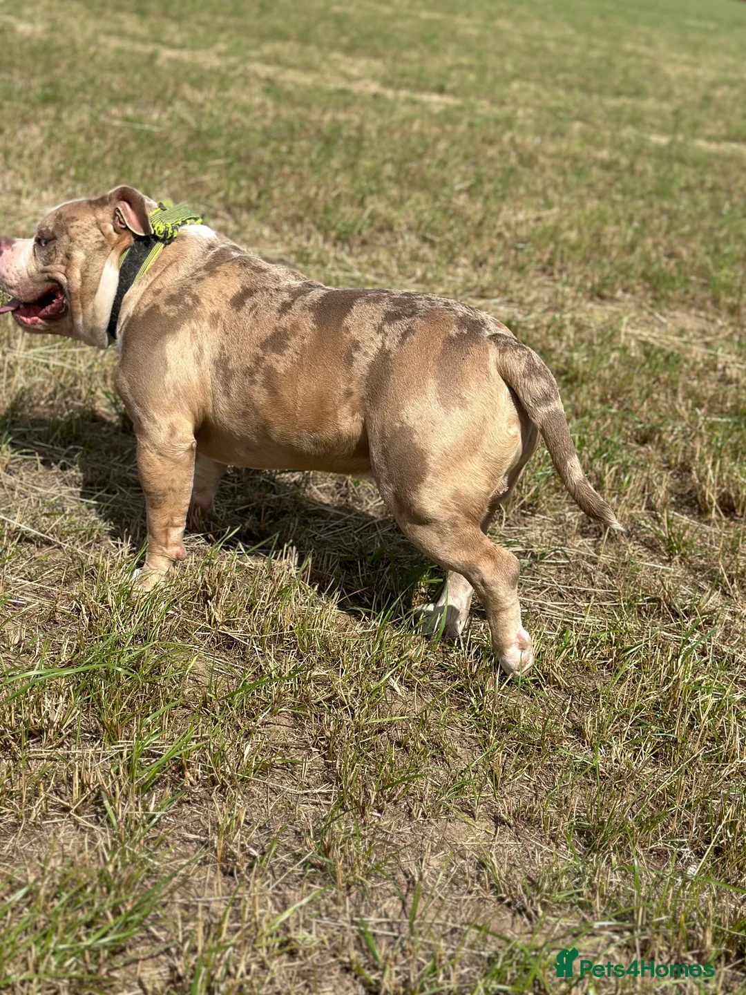 American Bully dogs for stud: Merle ABKC american pocket bully stud in Leicester - Advert 18