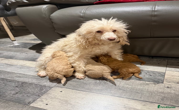 Toy Poodle dogs Toy poodle - Advert 1