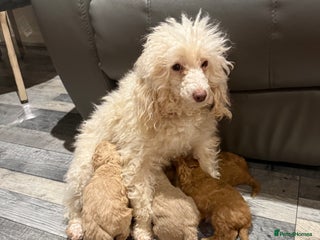 Toy Poodle dogs Toy poodle - Advert 5