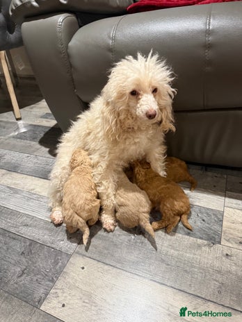 Toy Poodle dogs Toy poodle - Advert 1