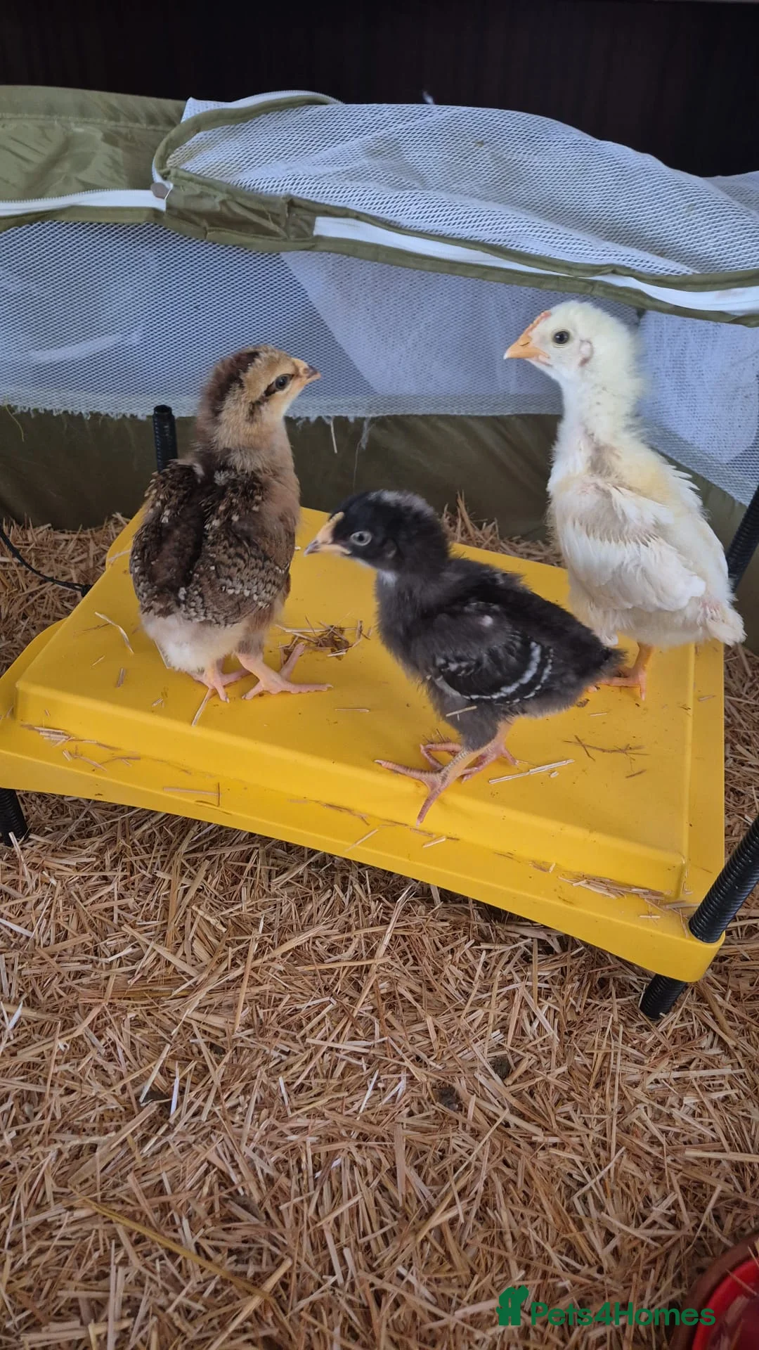 Chickens poultry for sale: 9 Mixed breed 4 week chicks in London - Advert 2