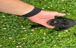 Mixed Breed dogs for sale: Dalmatian/Golden retriever cross puppies - Image 12