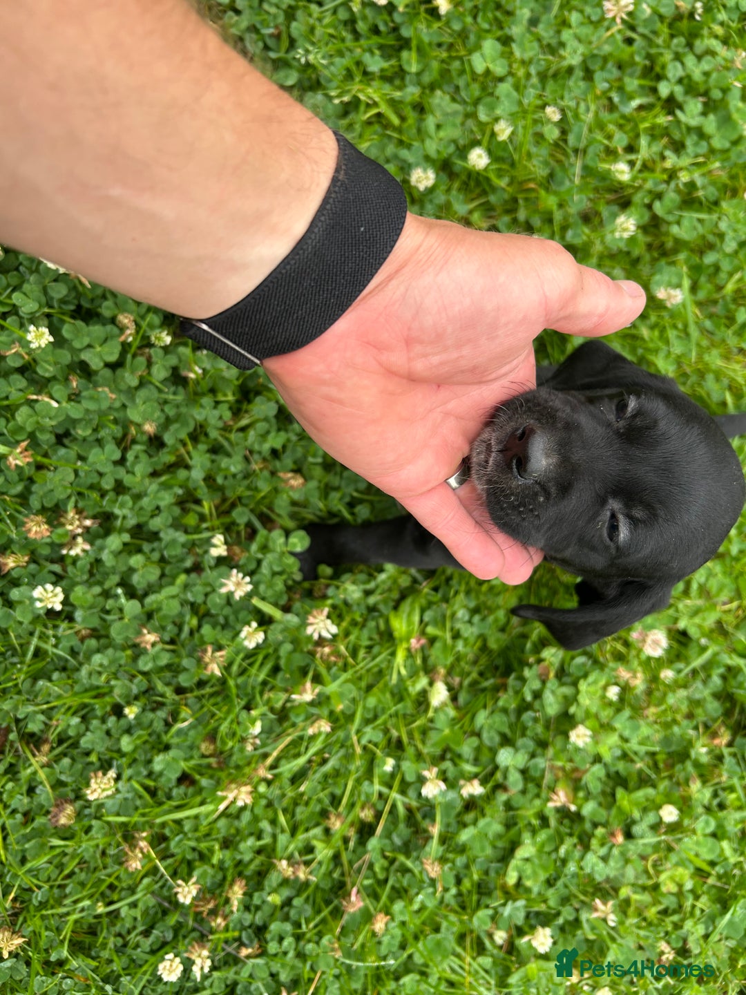 Mixed Breed dogs for sale: Dalmatian/Golden retriever cross puppies - Image 12