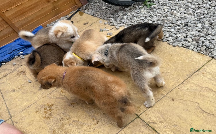 Mixed Breed dogs - Advert 9