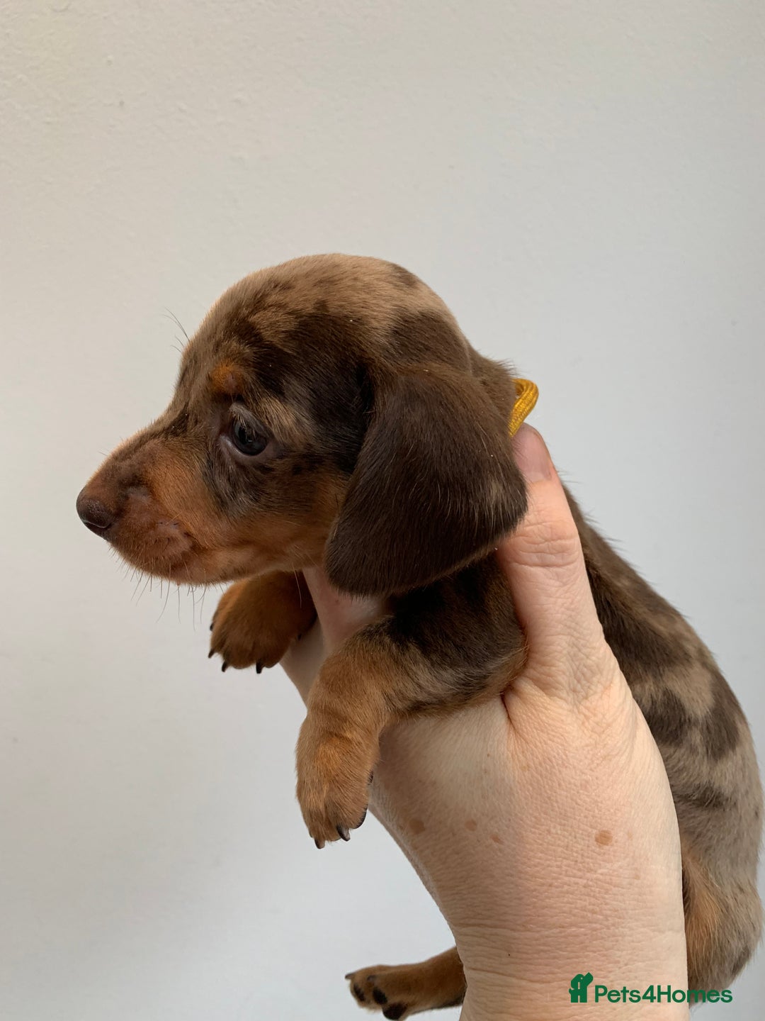 Miniature Dachshund dogs for stud: Miniature dachshund stud in Welling - Advert 11