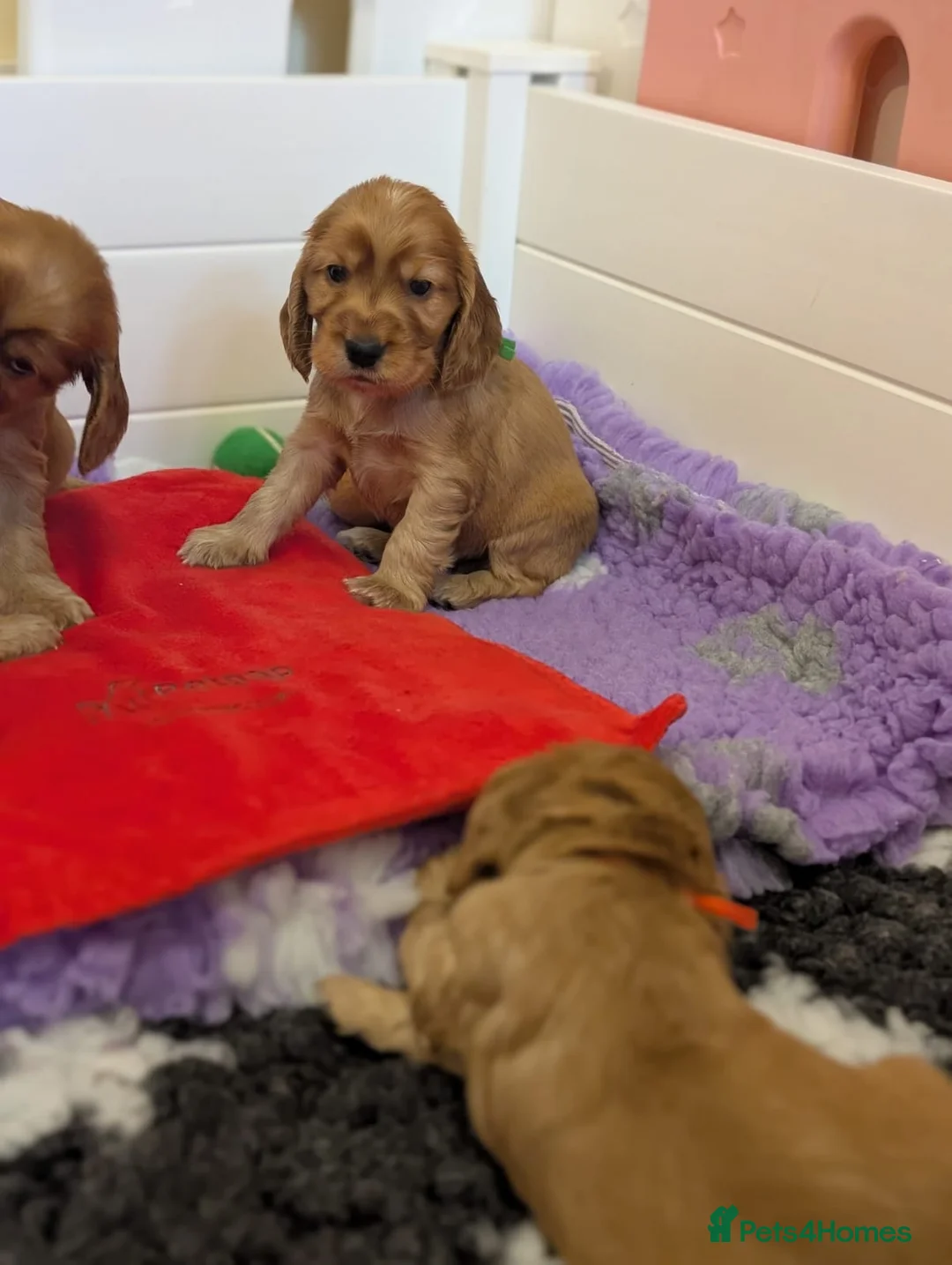 Cocker Spaniel dogs for sale: Active Retired persons ONLY!  - Advert 12