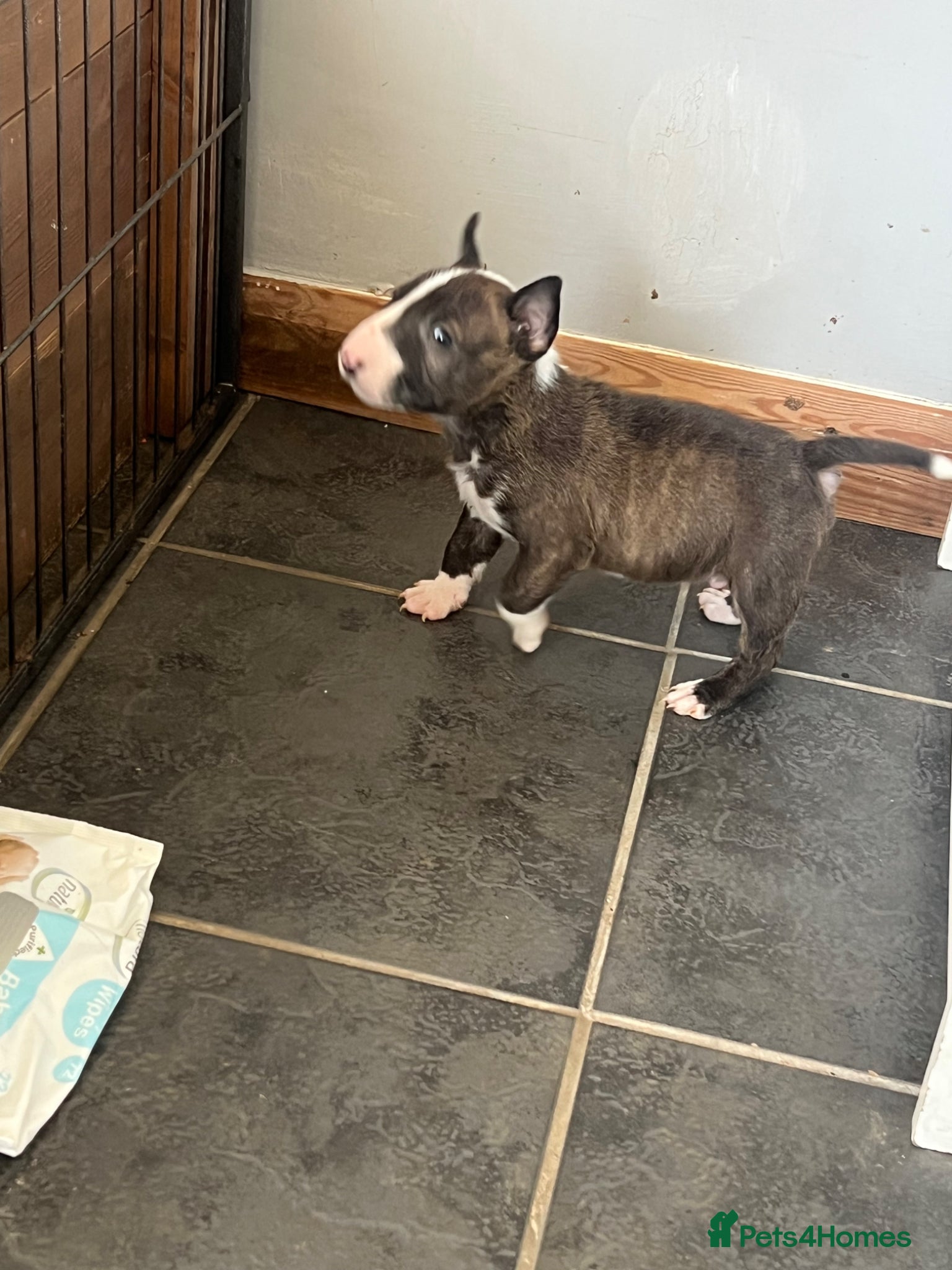 Miniature Bull terrier dogs KC registered mini bull terriers - Advert 2