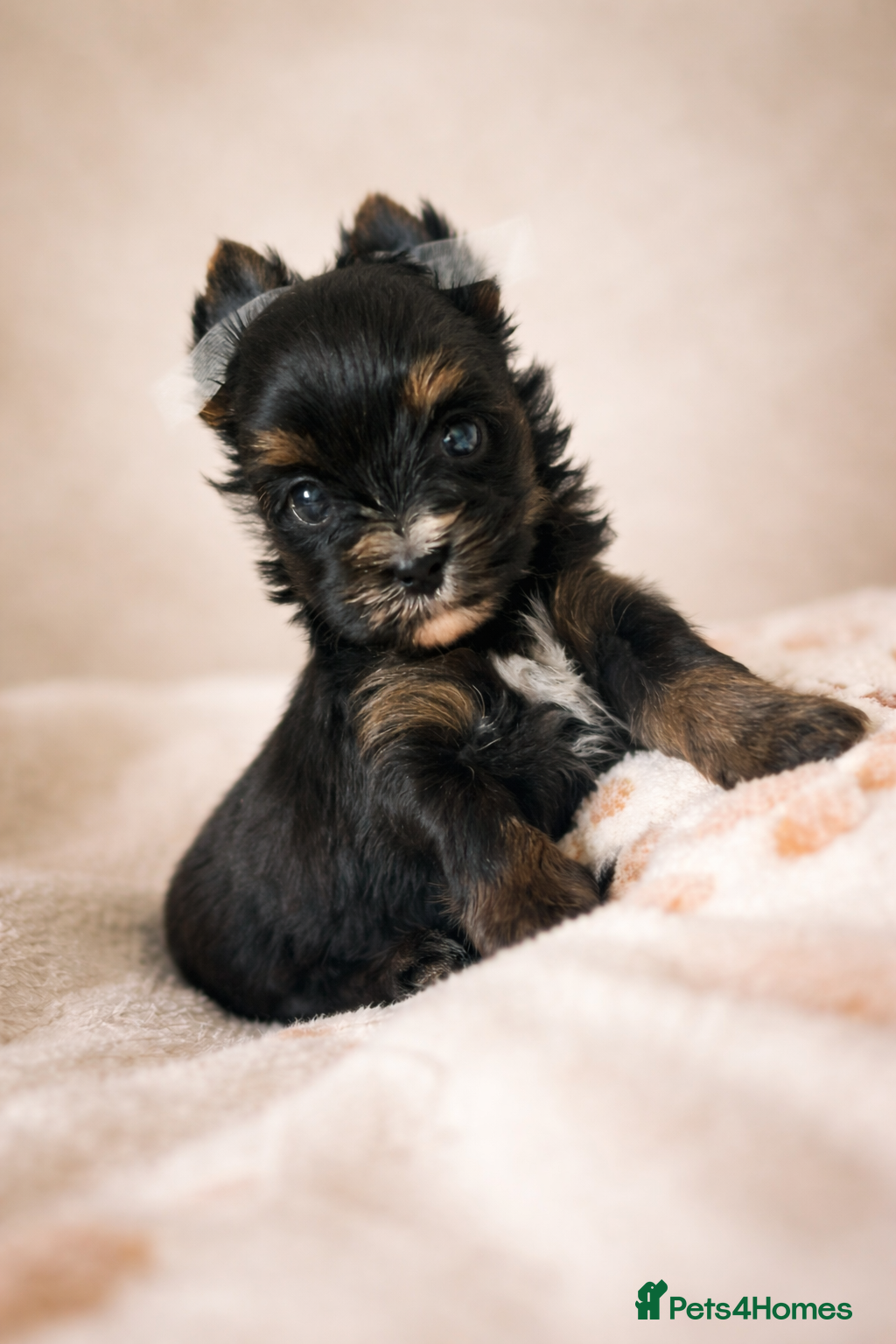 Yorkshire Terrier dogs Yorkshire Terrier  - Advert 9