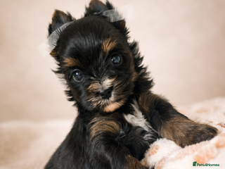 Yorkshire Terrier dogs Yorkshire Terrier - Advert 2