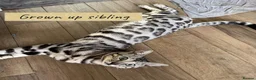 Bengal cats for sale: Stunning silver bengals. TICA reg & health tested - Advert 10