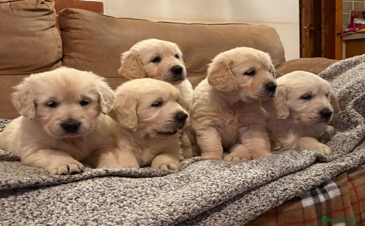 Golden Retriever dogs Chunky litter of cream/white retrievers  - Advert 13