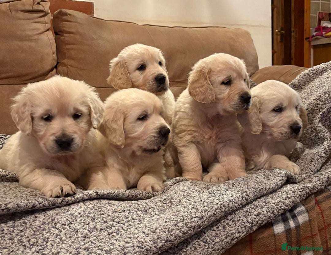 Golden Retriever dogs for sale: Chunky litter of cream/white retrievers  - Advert 1