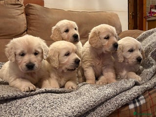 Golden Retriever dogs for sale: Chunky litter of cream/white retrievers - Advert 1