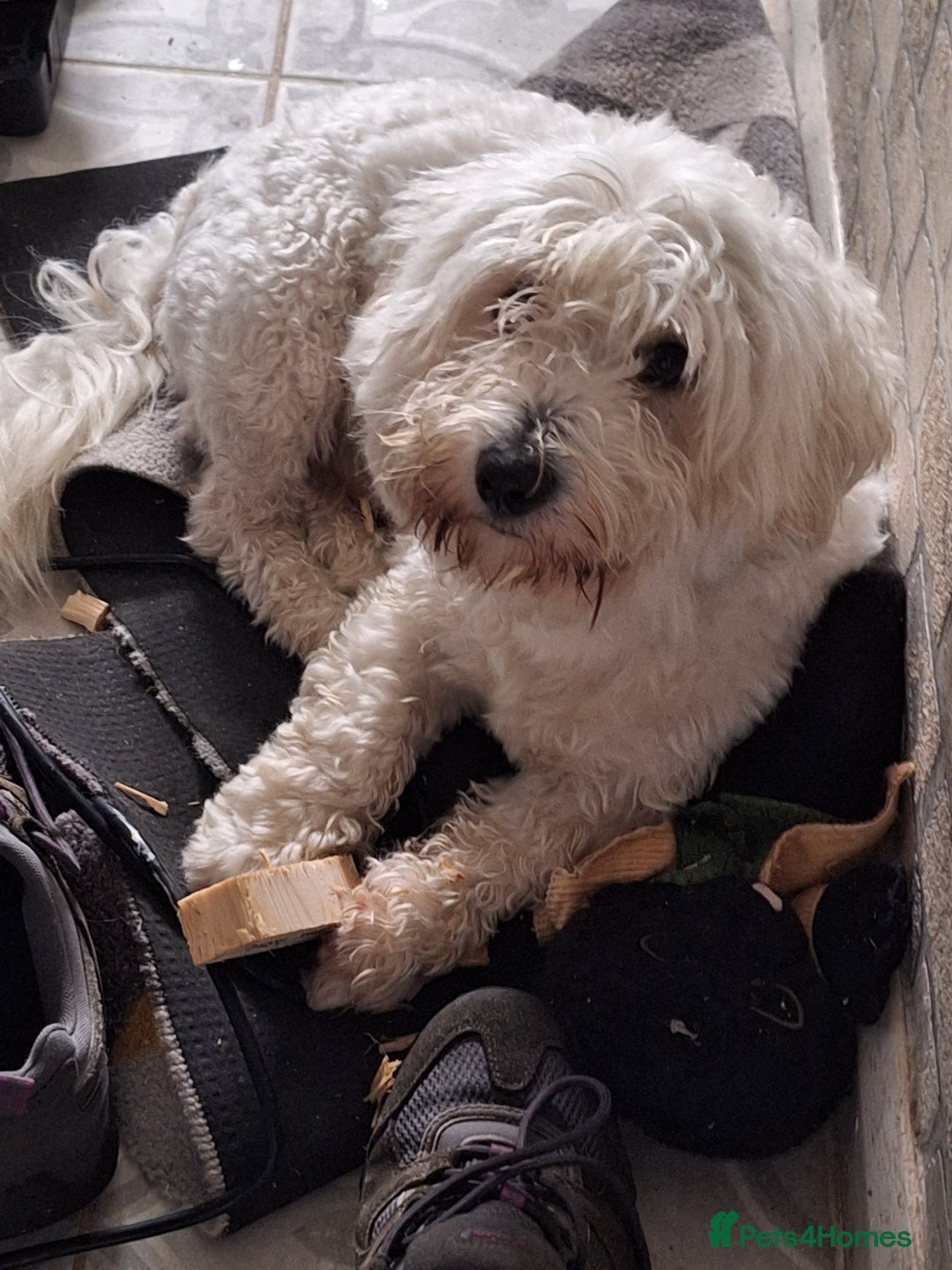 Coton De Tulear dogs for stud: Stud coton de tulear - Advert 7