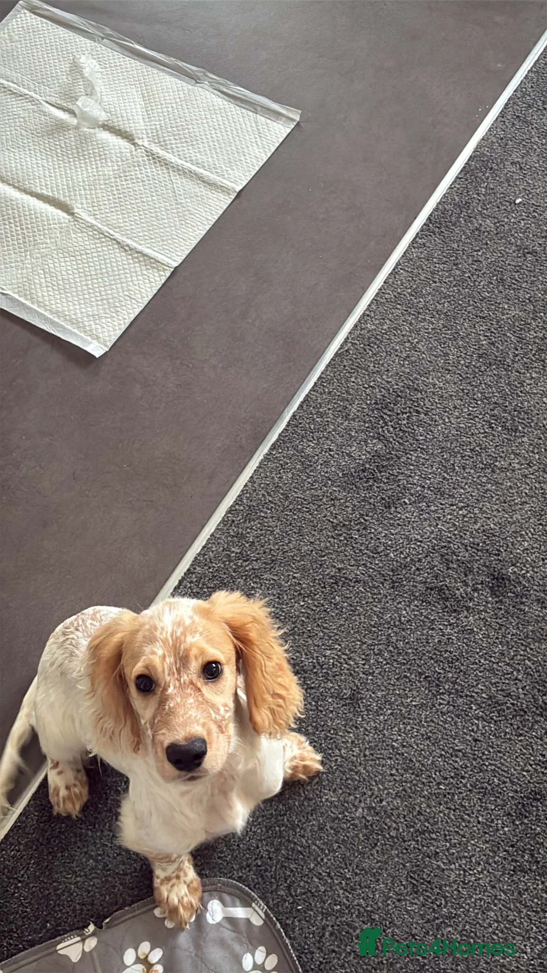 Cocker Spaniel dogs for sale: Cocker spaniel puppy for sale - needs rehoming  - Advert 7