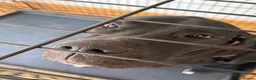 Great Dane dogs for sale: KC Beautiful male Great Dane - Advert 3