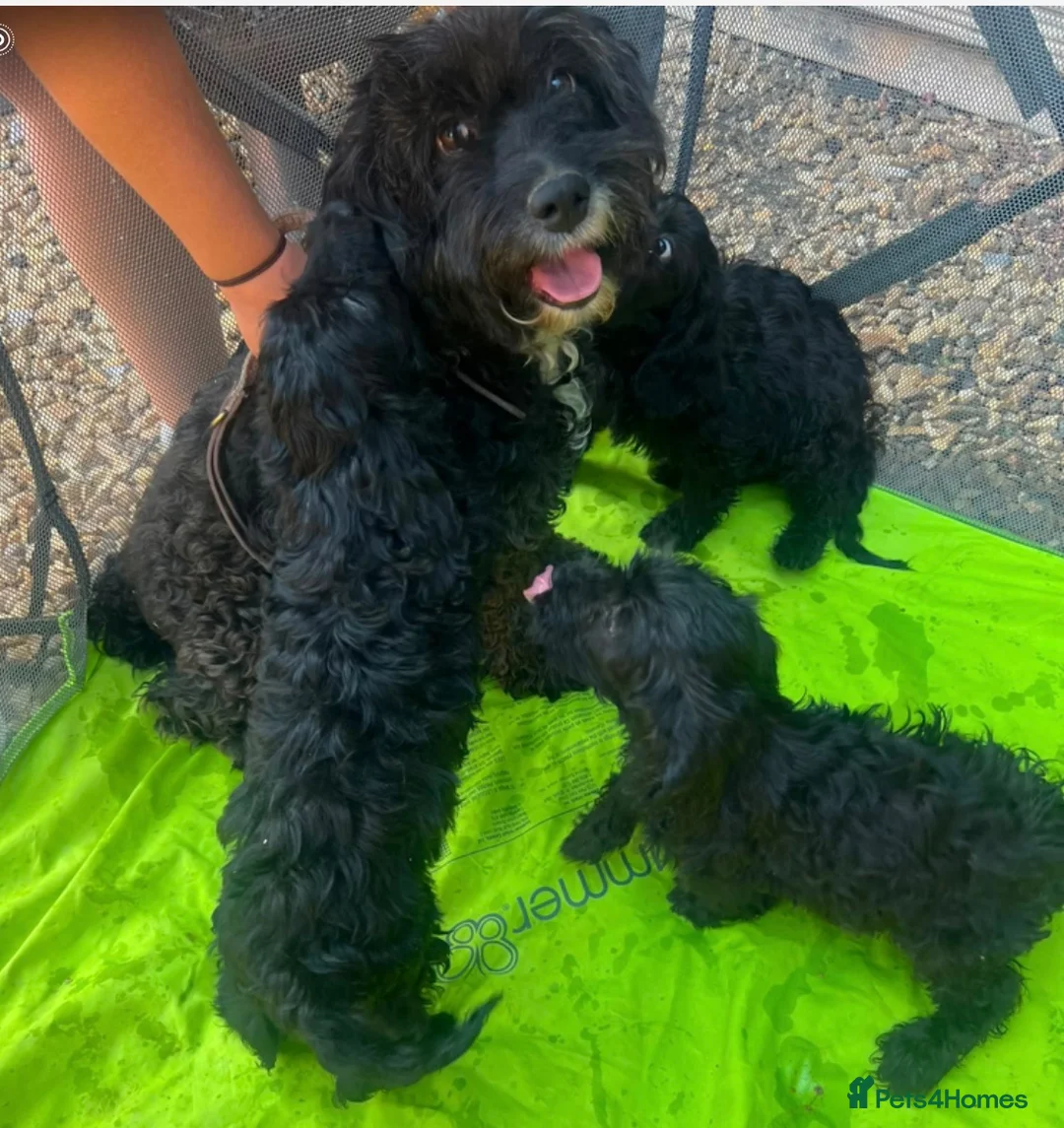 Cockapoo dogs for sale: F1 miniature cockapoo puppies  - Advert 9