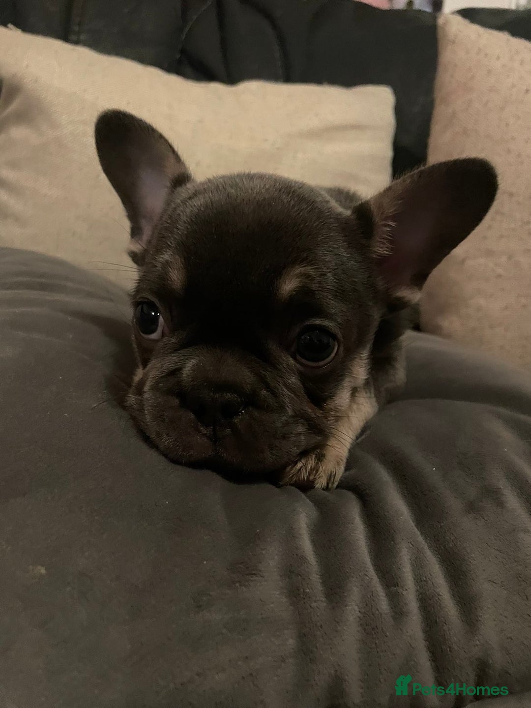 French Bulldog dogs for sale: French bulldog boy - Advert 5