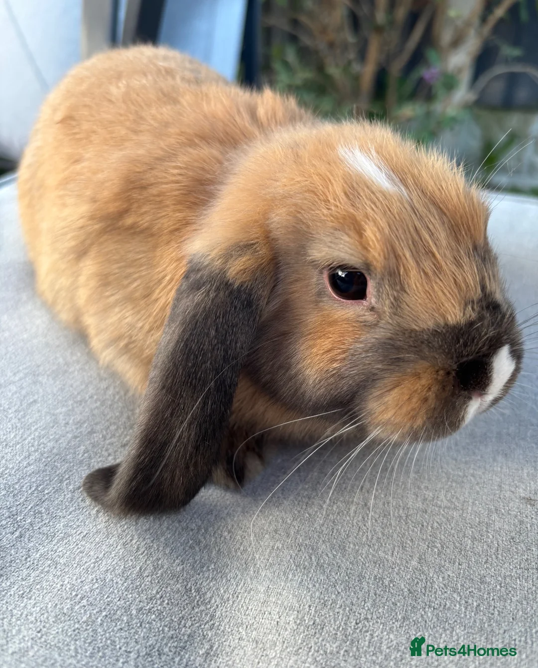 Mini Lop rabbits for sale: Mini lop Litter ready now 2 left rare boy - Advert 7