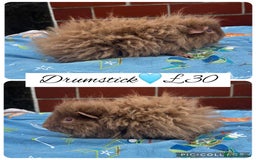 Guinea Pig rodents for sale: Guinea pig boars  - Image 29